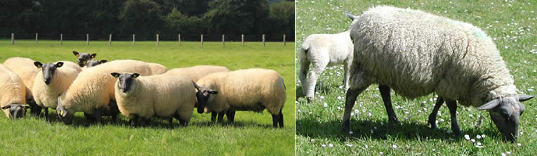 soorten schapen houden: Bleu du maine